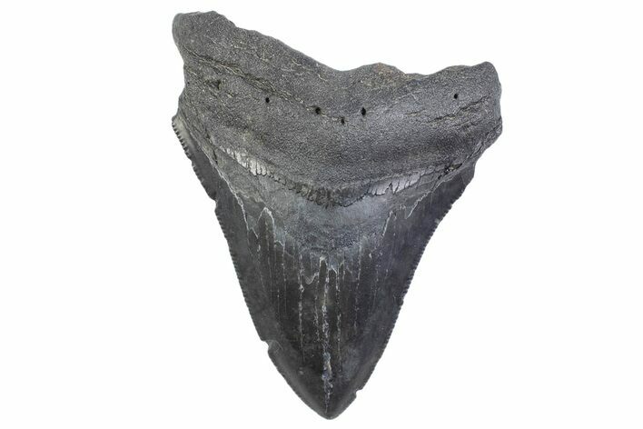 Serrated, Fossil Megalodon Tooth - South Carolina #371952